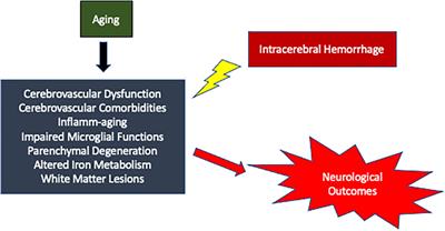 Intracerebral Hemorrhage: The Effects of Aging on Brain Injury